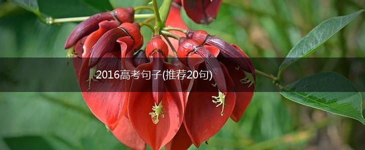 2016高考句子(推荐20句),第1张