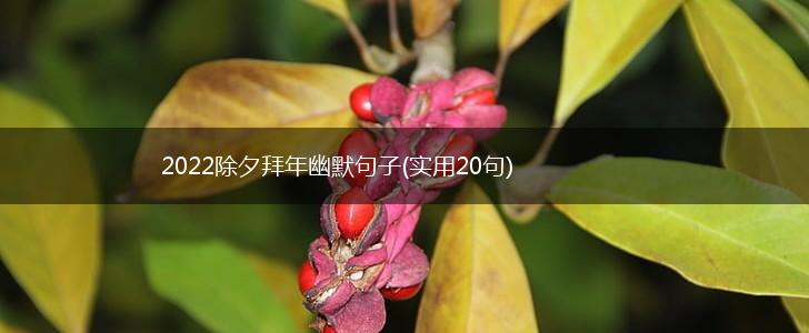 2022除夕拜年幽默句子(实用20句),第1张