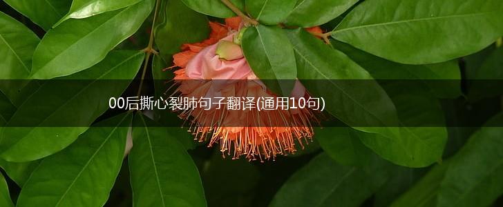 00后撕心裂肺句子翻译(通用10句),第1张