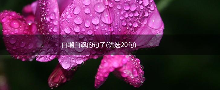 自嘲自讽的句子(优选20句),第1张
