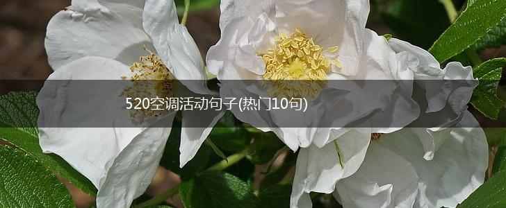 520空调活动句子(热门10句),第1张