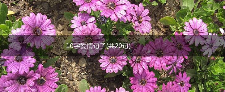 10字爱情句子(共20句),第1张