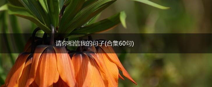 请你相信我的句子(合集60句),第1张
