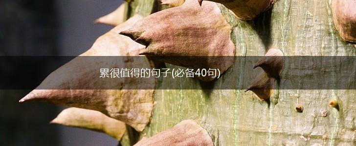 累很值得的句子(必备40句),第1张