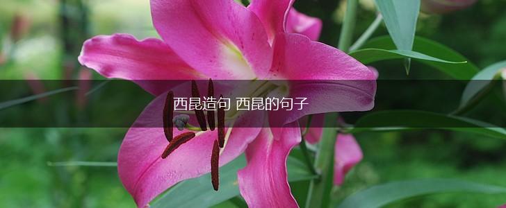 西昆造句 西昆的句子,第1张