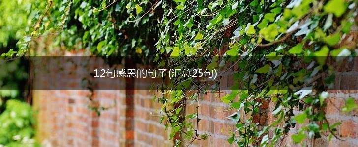 12句感恩的句子(汇总25句),第1张