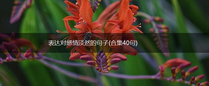 表达对感情淡然的句子(合集40句),第1张