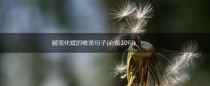 破茧化蝶的唯美句子(必备30句),第1张