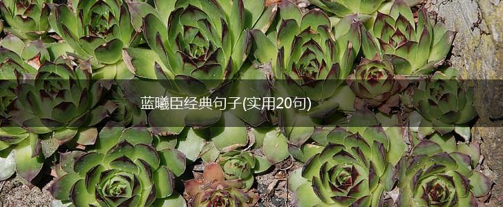 蓝曦臣经典句子(实用20句),第1张