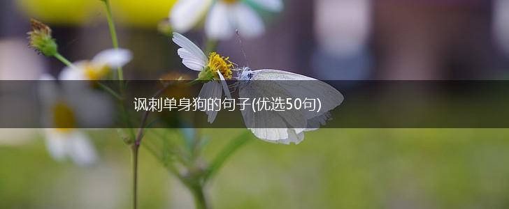 讽刺单身狗的句子(优选50句),第1张