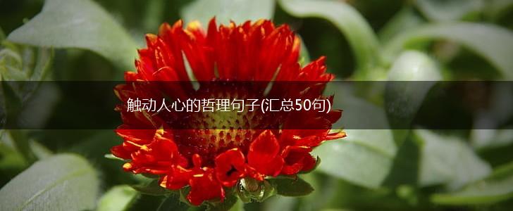 触动人心的哲理句子(汇总50句),第1张