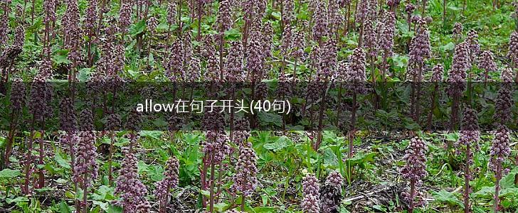allow在句子开头(40句),第1张