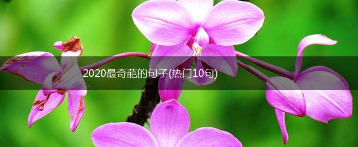 2020最奇葩的句子(热门10句),第1张