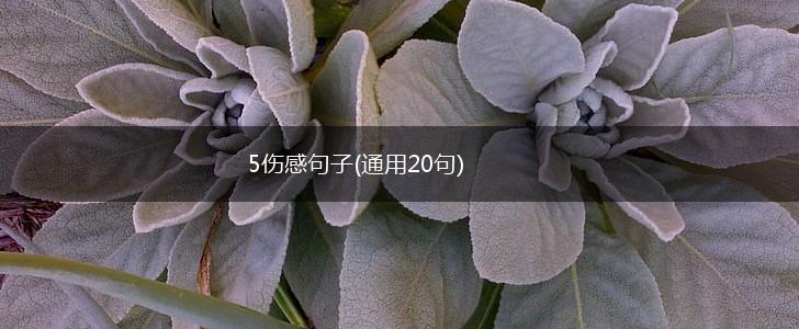 5伤感句子(通用20句),第1张