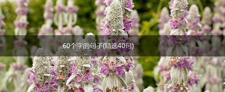 60个字的句子(精选40句),第1张