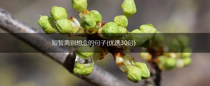 短暂离别想念的句子(优选30句),第1张