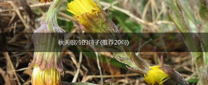 秋天很冷的句子(推荐20句),第1张