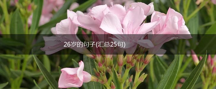 26岁的句子(汇总25句),第1张