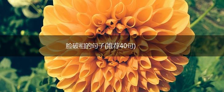 脸破相的句子(推荐40句),第1张