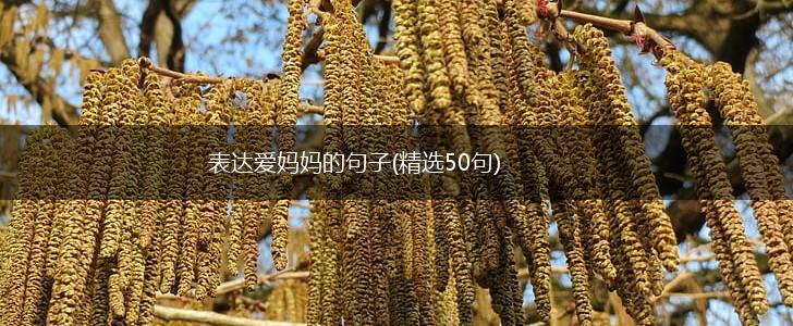 表达爱妈妈的句子(精选50句),第1张