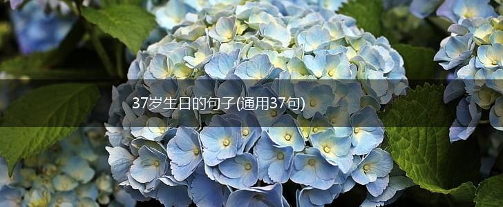 37岁生日的句子(通用37句),第1张