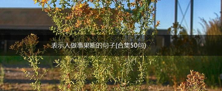 表示人做事果断的句子(合集50句),第1张
