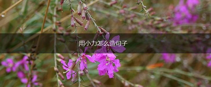 用小力怎么造句子,第1张