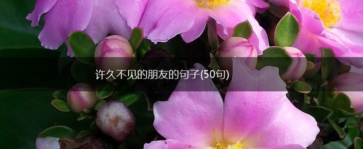 许久不见的朋友的句子(50句),第1张