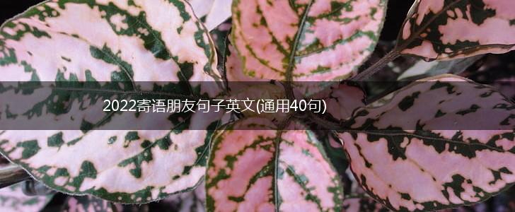 2022寄语朋友句子英文(通用40句),第1张