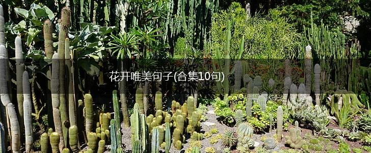 花开唯美句子(合集10句),第1张