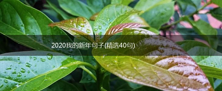 2020我的新年句子(精选40句),第1张