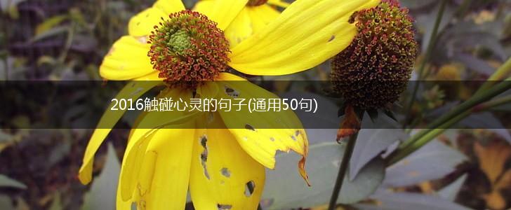 2016触碰心灵的句子(通用50句),第1张