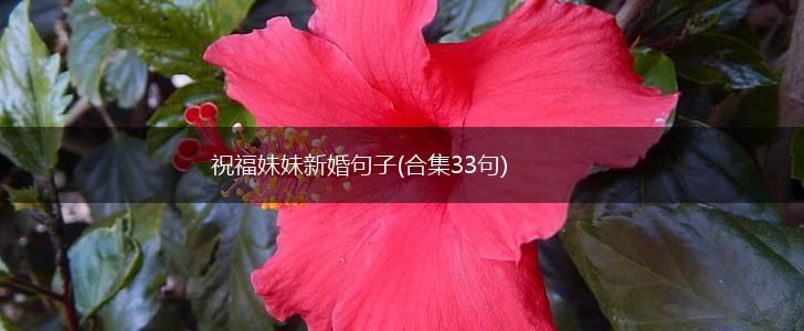 祝福妹妹新婚句子(合集33句),第1张