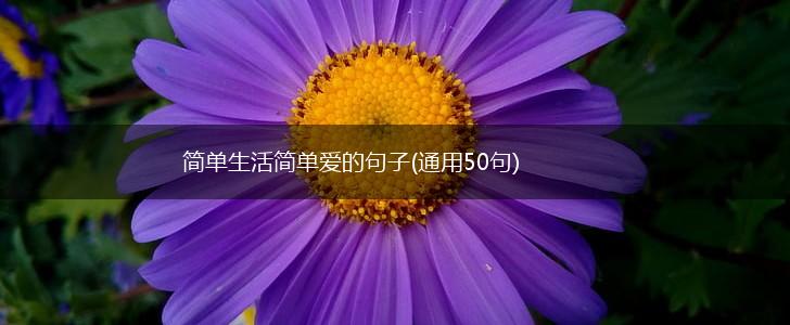 简单生活简单爱的句子(通用50句),第1张