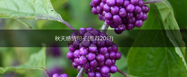 秋天感情句子(推荐20句),第1张