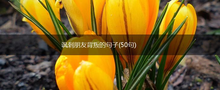 讽刺朋友背叛的句子(50句),第1张