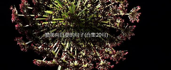 赞美向日葵的句子(合集20句),第1张