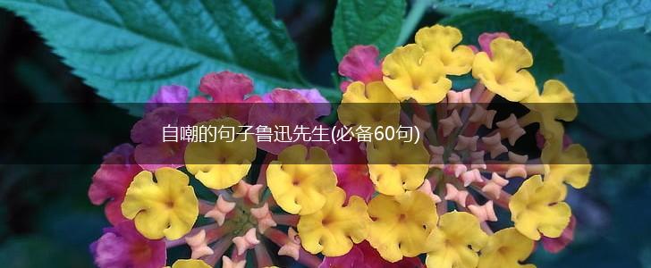 自嘲的句子鲁迅先生(必备60句),第1张