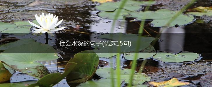 社会水深的句子(优选15句),第1张