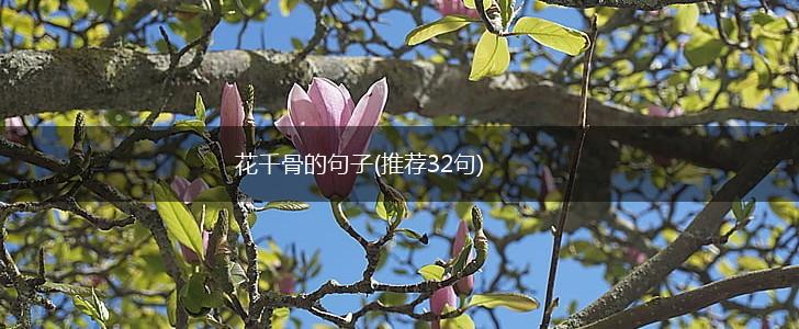 花千骨的句子(推荐32句),第1张