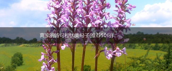 离家的诗句和优美句子(推荐50句),第1张
