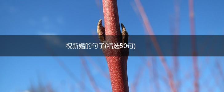 祝新婚的句子(精选50句),第1张