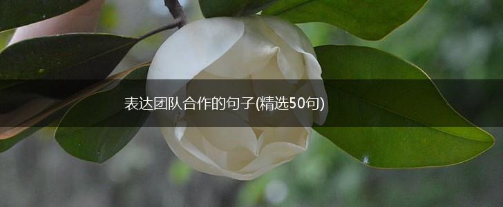 表达团队合作的句子(精选50句),第1张