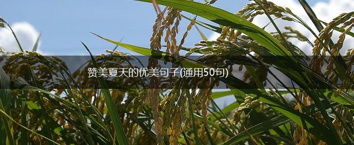 赞美夏天的优美句子(通用50句),第1张