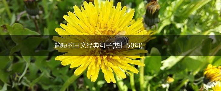 简短的日文经典句子(热门50句),第1张