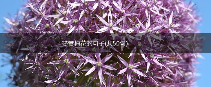 赞赏梅花的句子(共50句),第1张