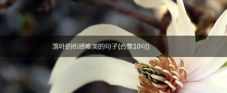 落叶的伤感唯美的句子(合集10句),第1张