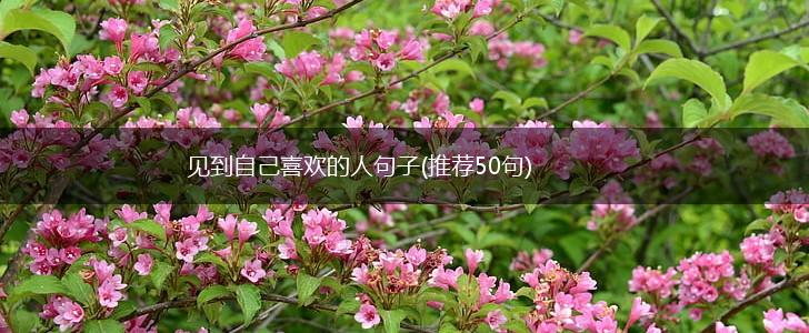 见到自己喜欢的人句子(推荐50句),第1张