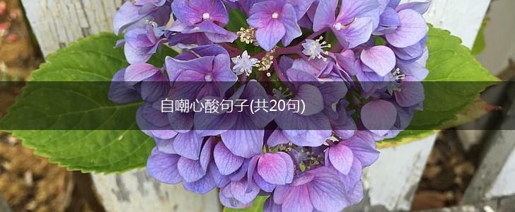 自嘲心酸句子(共20句),第1张
