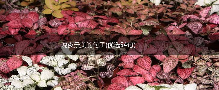 说夜景美的句子(优选54句),第1张